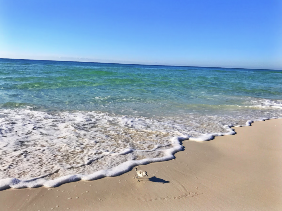 Emerald Coast beach. If you're lucky; you may see a dolphin and sandpipers